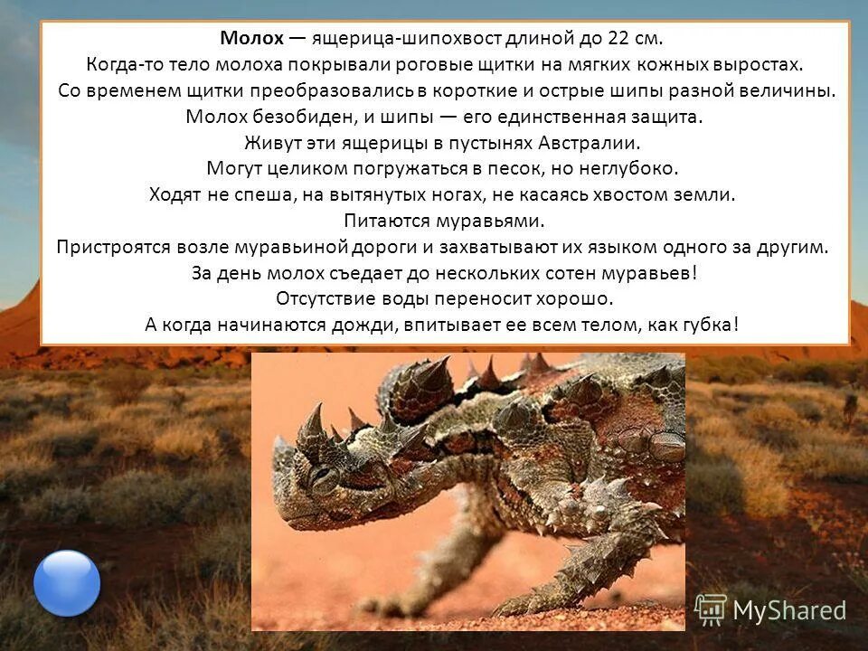 Куприн а. Ящерицы австралии молох. Молох содержание. Молох ящерица. Молох австралия.