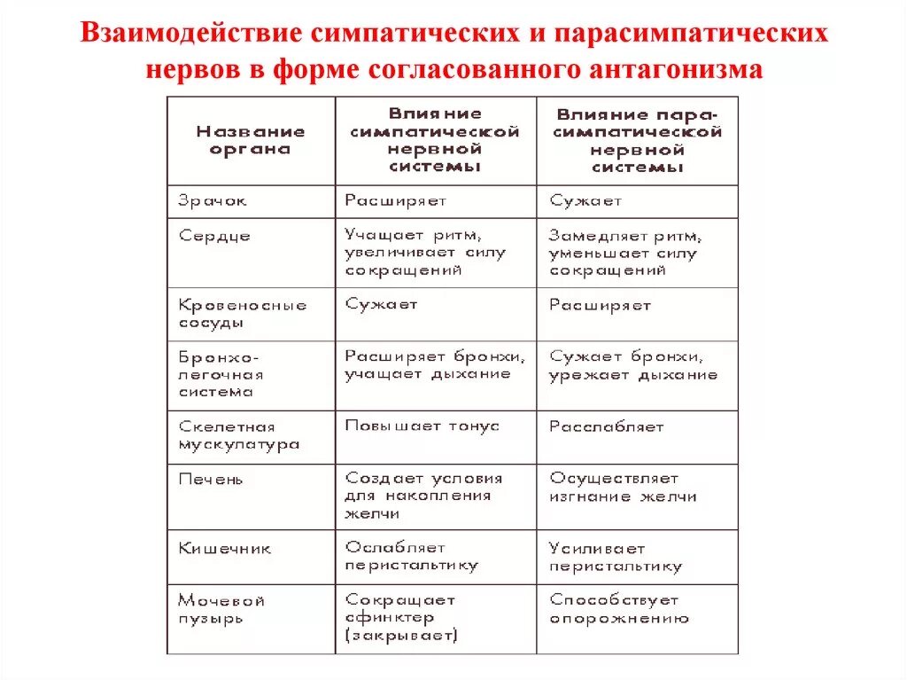 Действия симпатического и парасимпатического отделов. Парасимпатическая система и симпатическая система. Симпатический и парасимпатический отделы таблица. Сравнение симпатической и парасимпатической систем. Симпатическая и парасимпатическая нервная система отличия таблица.