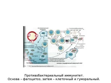 Собственные иммунные клетки