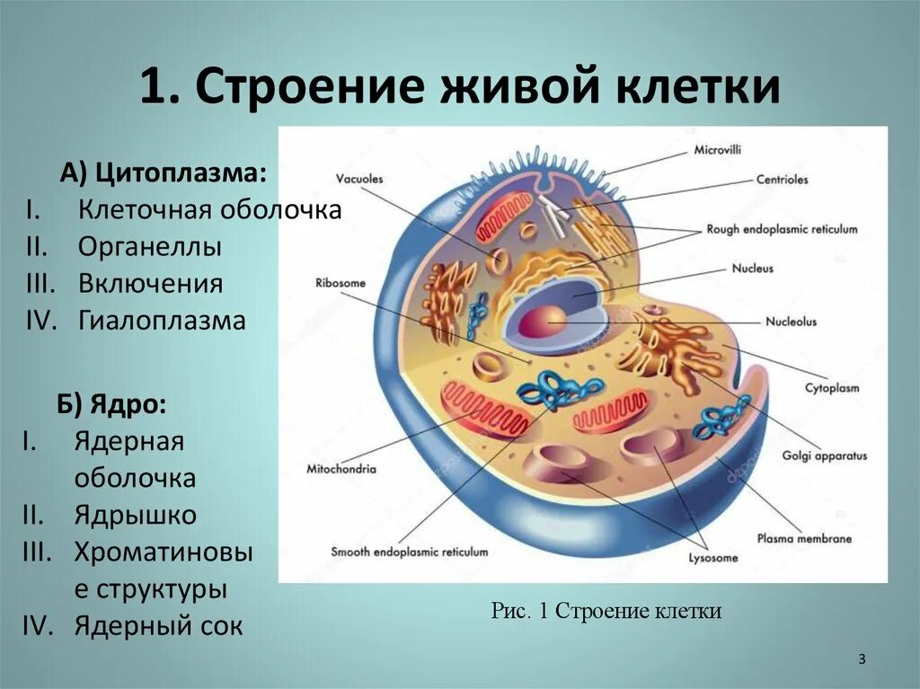 Органеллы передвижения. Клетка из чего состоит биология. Строение клетки ядро цитоплазма. Структура клетки из чего состоит. Строение клетки ядро цитоплазма мембрана.