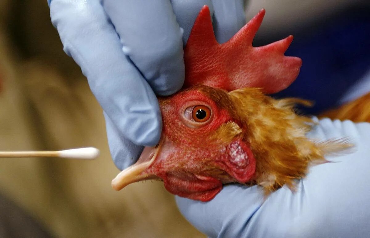 Птичий грипп h7n7.