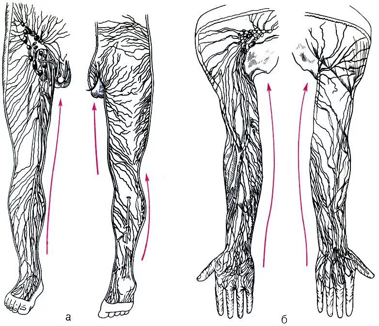 Лимфатические сосуды конечностей. Лимфатическая система нижних конечностей. Лимфатическая система нижних конечностей схема. Поверхностные лимфатические сосуды нижней конечности. Лимфоузлы нижних конечностей.