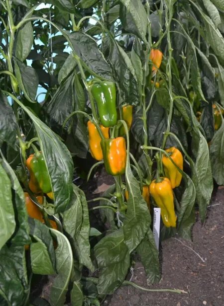 перец какаду f1 красный. перец сладкий какаду f1. перец сладкий какаду. перец какаду. добрые семена & гавриш.