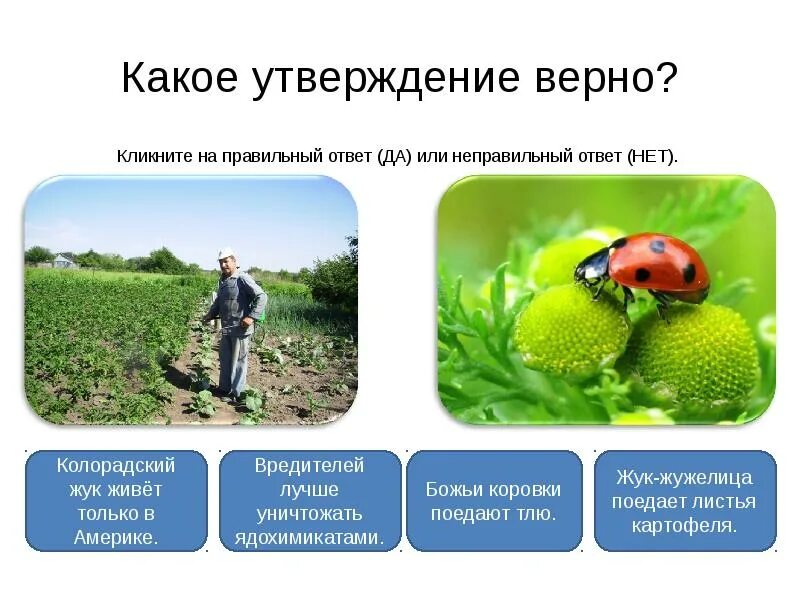 Незаметные защитники урожая. Защитники урожая. защитники и вредители урожая. презентация проектов на тему: «незаметные защитники урожая»..