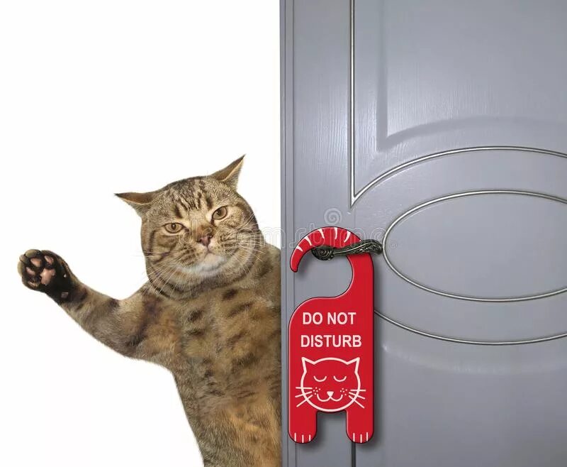 Закрыть кота. Котик у двери. дверь для кота. кот висит на дверной ручке. надпись на двери с котиками.