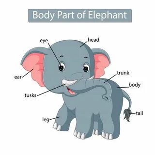 Parts of animals body