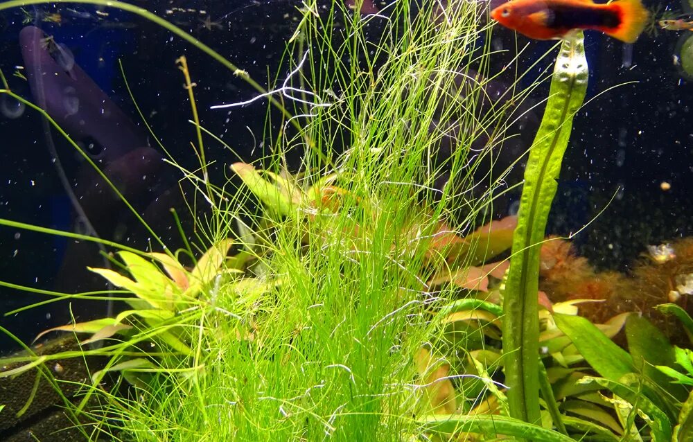 Dolphin Plant Goldfish plant, Hanging plants, Unusual plants