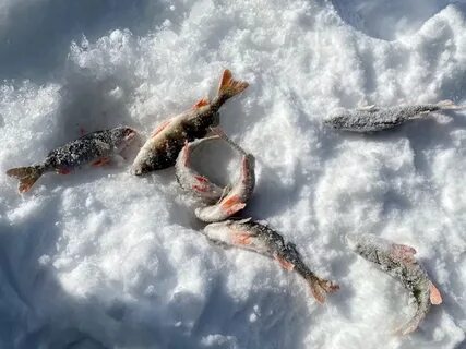 Море море зимняя рыбалка