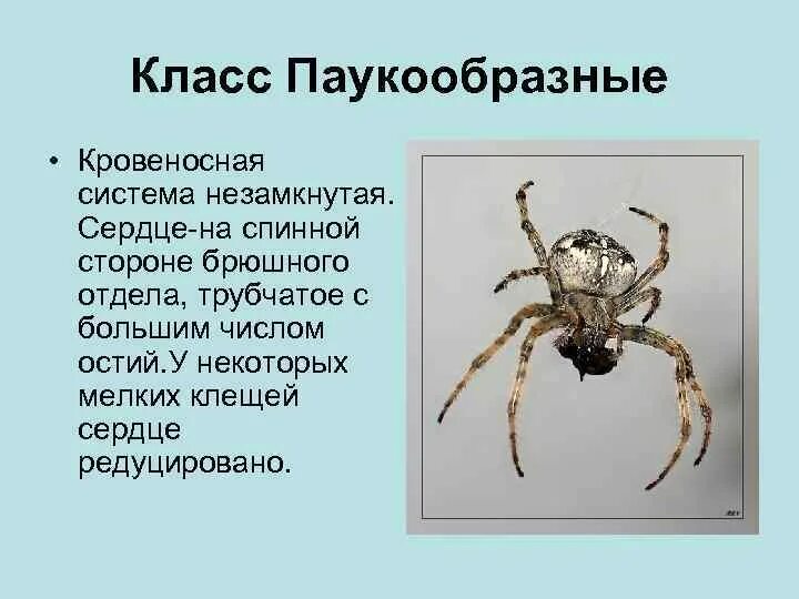 Признаки паукообразных. Кровеносная система паукообразных. Кровеносная система паукообразных 7 класс. Паукообразные общая характеристика. Характеристика паукообразных.