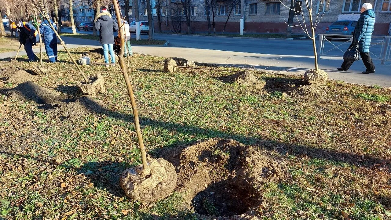 Дерево посажено подрумяненный. Посадка деревьев. Высадка деревьев в парке Тула. Высаживание деревьев Владивосток. Кунгур посадка деревьев.