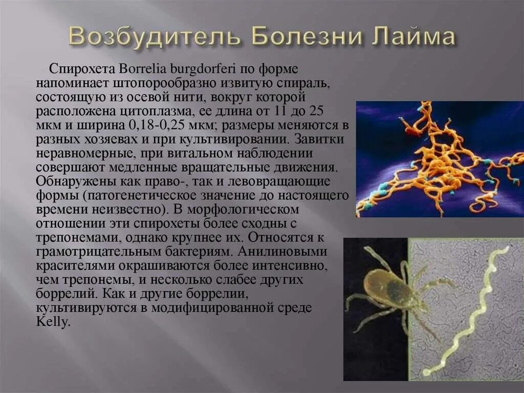 Бактерии клещей. Borrelia garinii микробиология. Клещевой боррелиоз возбудитель заболевания.