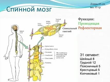 Осуществление рефлексов спинной мозг какая функция