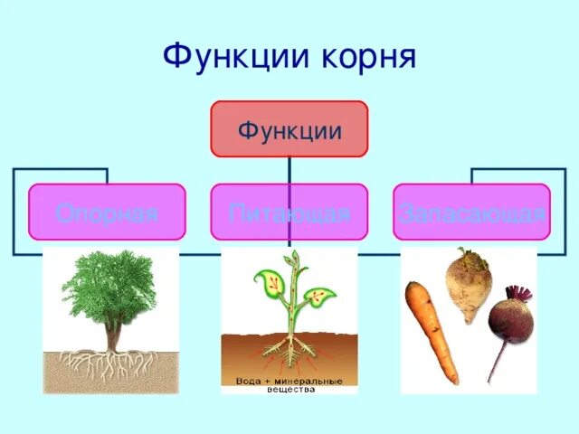 Опорная функция растения. Функции корня. Основные функции корня. Основные функции корня растения. Каковы основные функции корня.