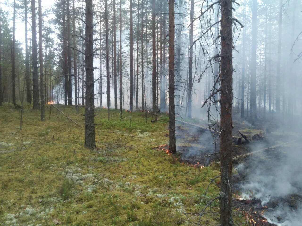 Спрят вшись в глубь леса. Лесные пожары в Карелии. Пожар в Карелии в лесу. Пожары леса в Карелии. Республика Карелия леса пожар.