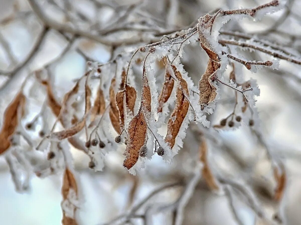 Зимние ветки деревьев. Снега на ветвях деревьев. Зимняя ветка. Снега на ветвях деревьев. Снега на ветвях деревьев.