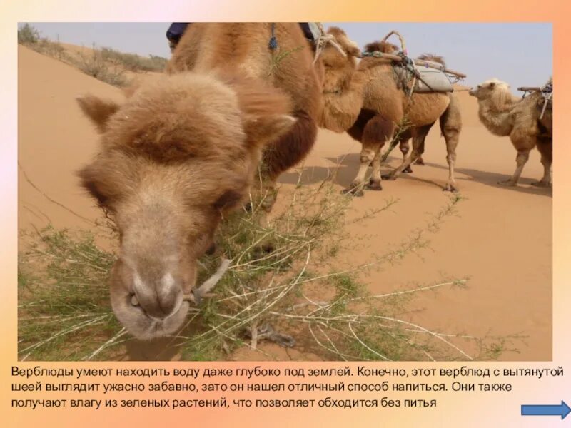 Лежачий верблюд. Сидячий верблюд. Это верблюды умеют прыгать. Верблюд морда. Красивый верблюд.