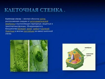 Какие отличительные черты характерны для клеток ткани
