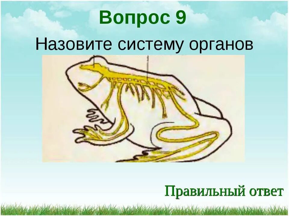 Проверочная работа по биологии 7 класс по теме класс земноводные. Тест земноводные с ответами. Тест земноводные с ответами. Тест земноводные с ответами. 7 класс биология проверочная работа амфибии.