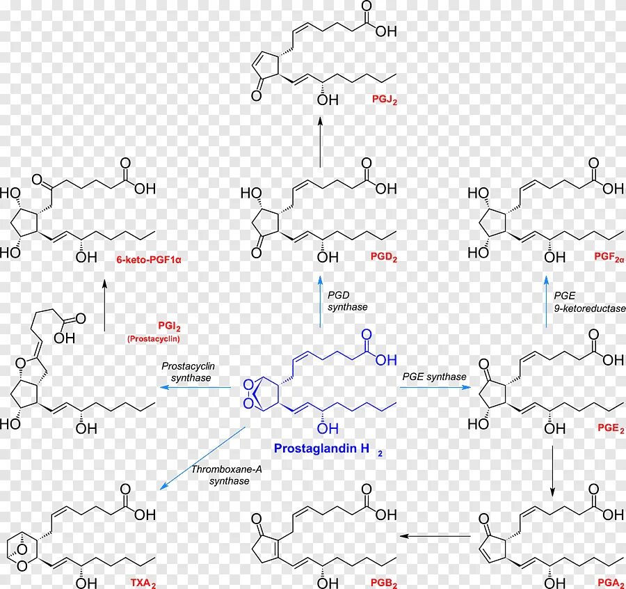 Простогландин. Простагландины е1 и е2. Простагландин н2. Простагландин е1 механизм. Простагландин е2 Синтез.