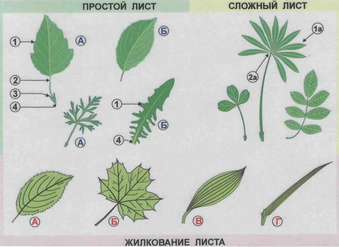 Ое лист. Жилкование листа смородины. Простые и сложные листья. Лист простой и сложный рисунок. Виды простых листьев.