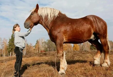 Русский тяжеловоз: описание породы, характеристика, фото