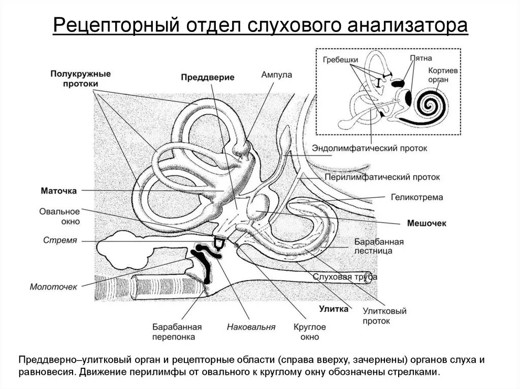 Где расположены слуховые рецепторы внутреннего уха