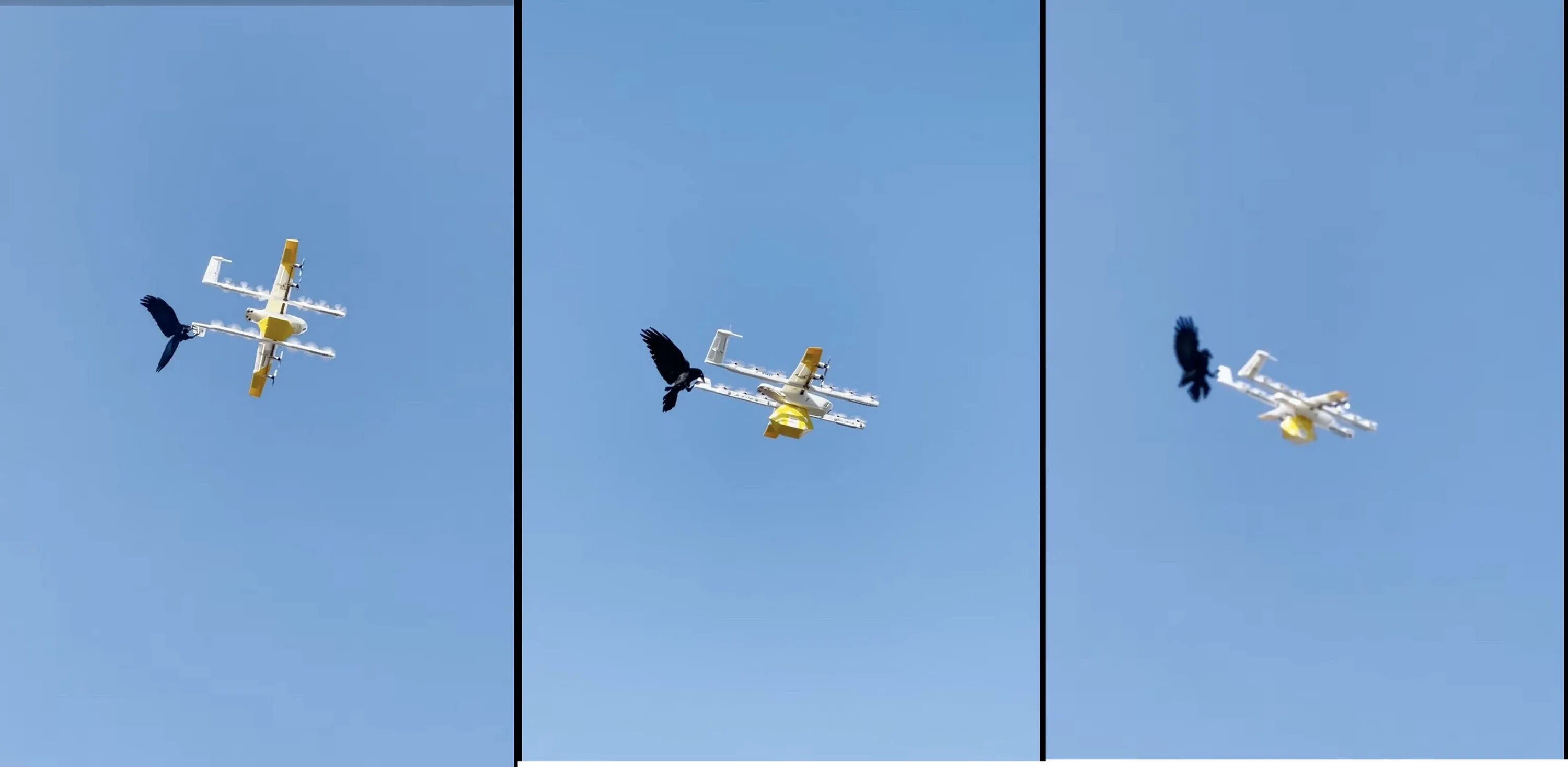 Нападение дронов на елабугу. Дроны птицы. Ворона атакует дрон. Беспилотник птичка. Птицы против дронов.