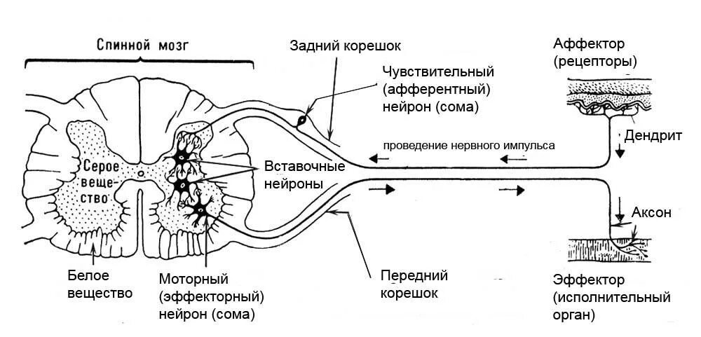 Схема рефлекторной дуги спинного мозга. Схема рефлекторной дуги спинномозгового рефлекса. Схема рефлекторной дуги головного мозга. Строение рефлекторной дуги спинного мозга.