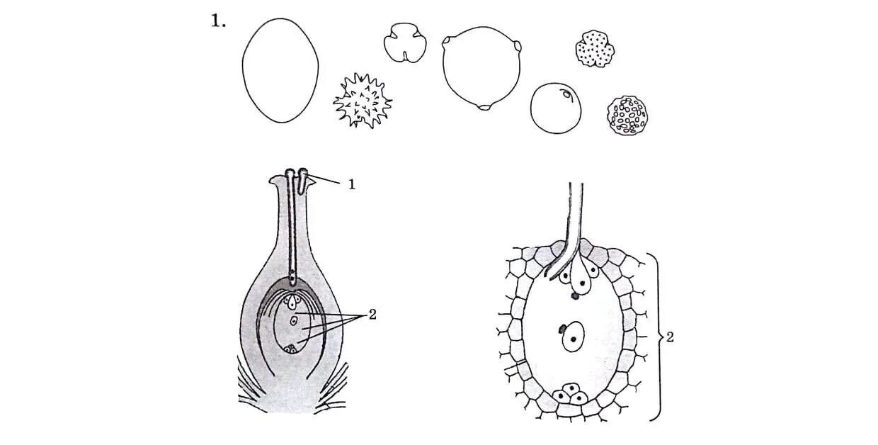 Как называют данный процесс пыльцевая трубка спермии. Двойное оплодотворение у покрытосеменных растений. Схема двойного оплодотворения у покрытосеменных растений. Схема двойного оплодотворения у цветковых растений. Процесс оплодотворения покрытосеменных растений.