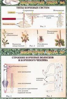 Листьев к корневой системе