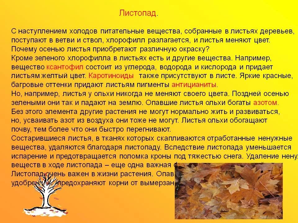 Причины листопада осенью. Сочинение на тему листопад. Изменение окраски листьев осенью. Причина опадания листьев осенью. Текст описания осени