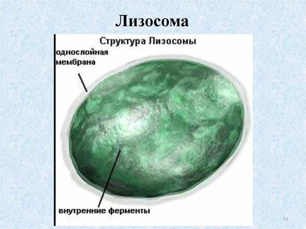 Строение лизосомы животной клетки. Строение органоида лизосомы. Лизосомы в растительных клетках. Лизосомы человека