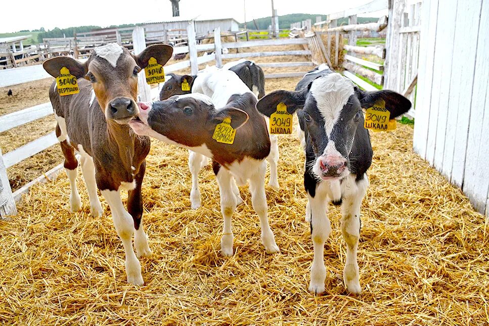 молодняк крупного рогатого. молодняк крупного рогатого. теленок. молодняк крс. телята.