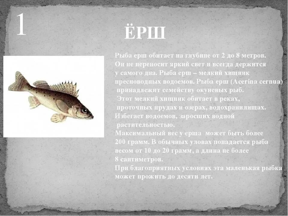 Ерш описание для детей. Ерш описание рыбы. Сообщение о Ерше. Пресноводные рыбы Волги.