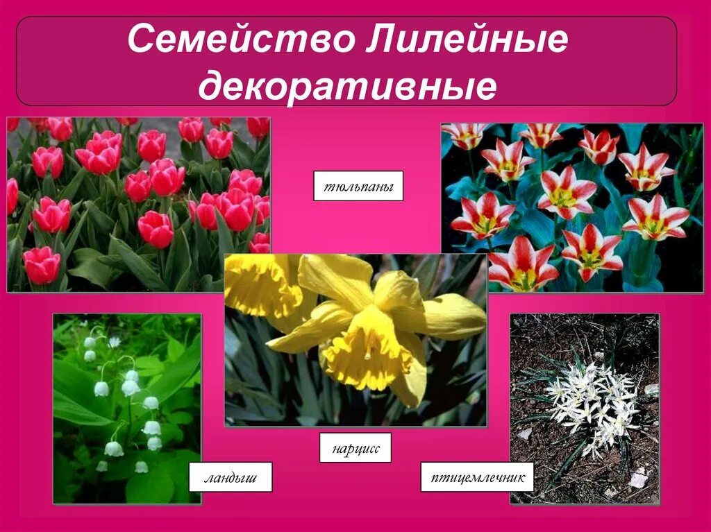 Декоративные растения семейства Лилейные. Нарцисс семейство Лилейные. Семейство Лилейные тюльпан. Представители семейства Лилейные 6 класс.