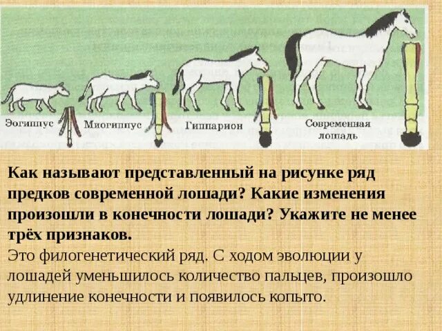 Как называются представленные