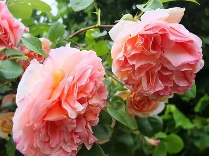 Answer rose