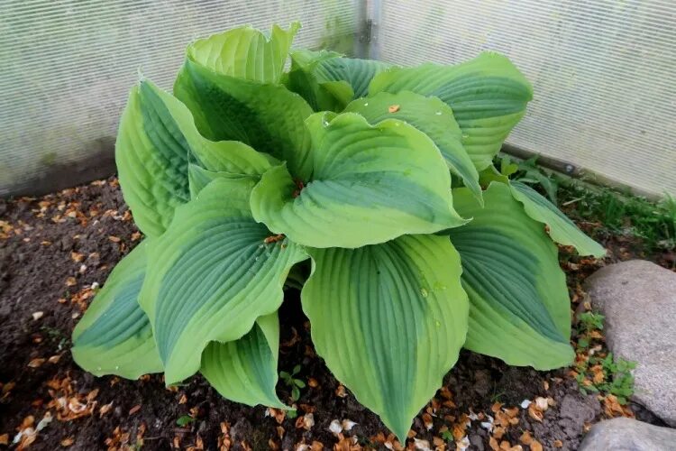 хоста гибридная гуакамоле. хоста ла донна. хоста года. хоста года. хоста года.