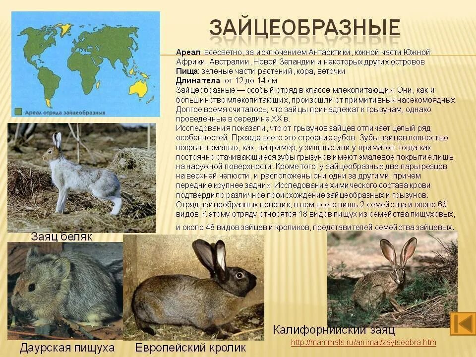 К какому отряду относится кролик. Отряд зайцеобразные 7 класс биология. Отряд зайцеобразные среда обитания. Описание отряда зайцеобразные. Отряд зайцеобразные кролики.