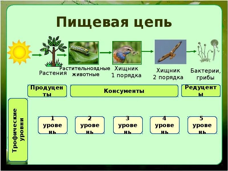 Биология 5 примеров цепей питания. Пищевые Цепочки 9 класс биология. Пищевая цепь таблица. Цепи питания биология 5 класс таблица. Цепи питания 5 класс биология.