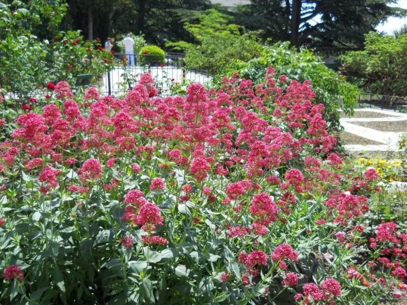 Centranthus ruber - red valerian (syn. Centranthus ruber 'Pretty Betsy' Valerian