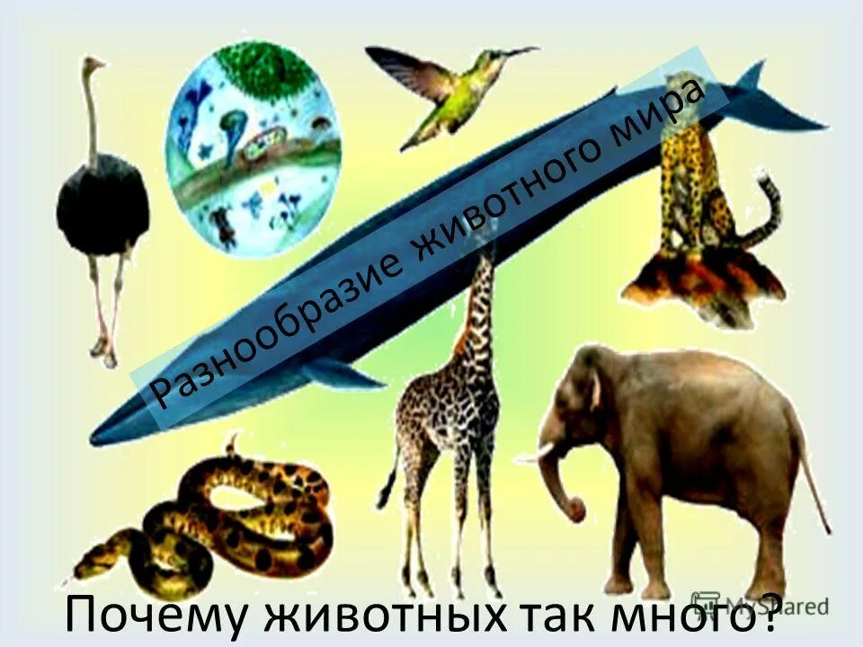 Почему мир животных многообразен