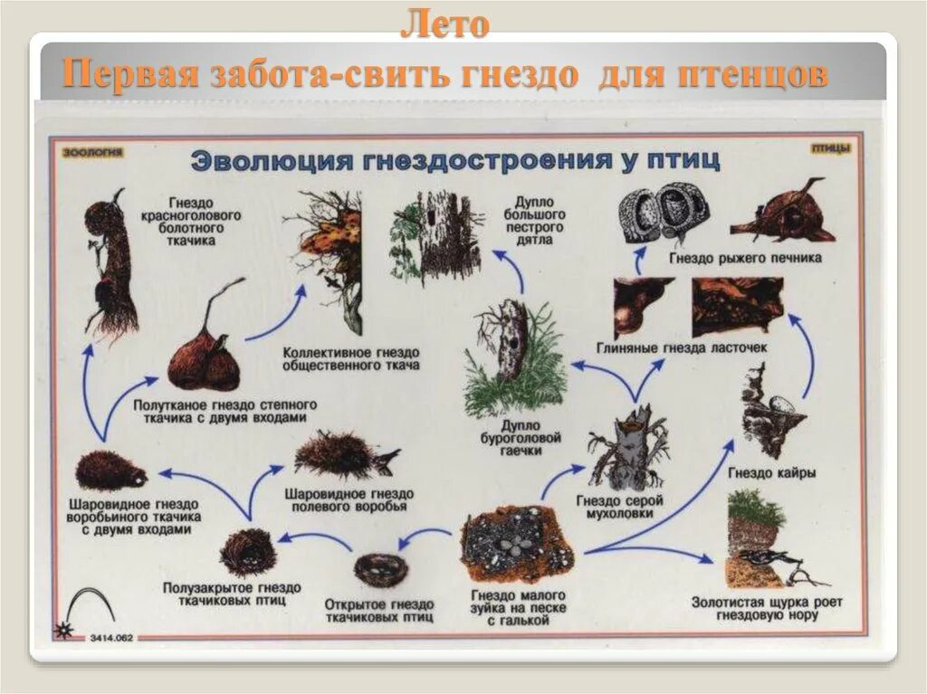 Периоды жизни птиц. Жизненный цикл птиц схема. Типы гнезд птиц. Разнообразие гнезд птиц. Виды гнезд для детей.