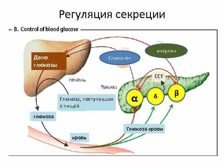 Схема регуляции выработки инсулина. Механизм регуляции инсулина. Регуляция синтеза и секреции инсулина. Механизм регуляции секреции инсулина.