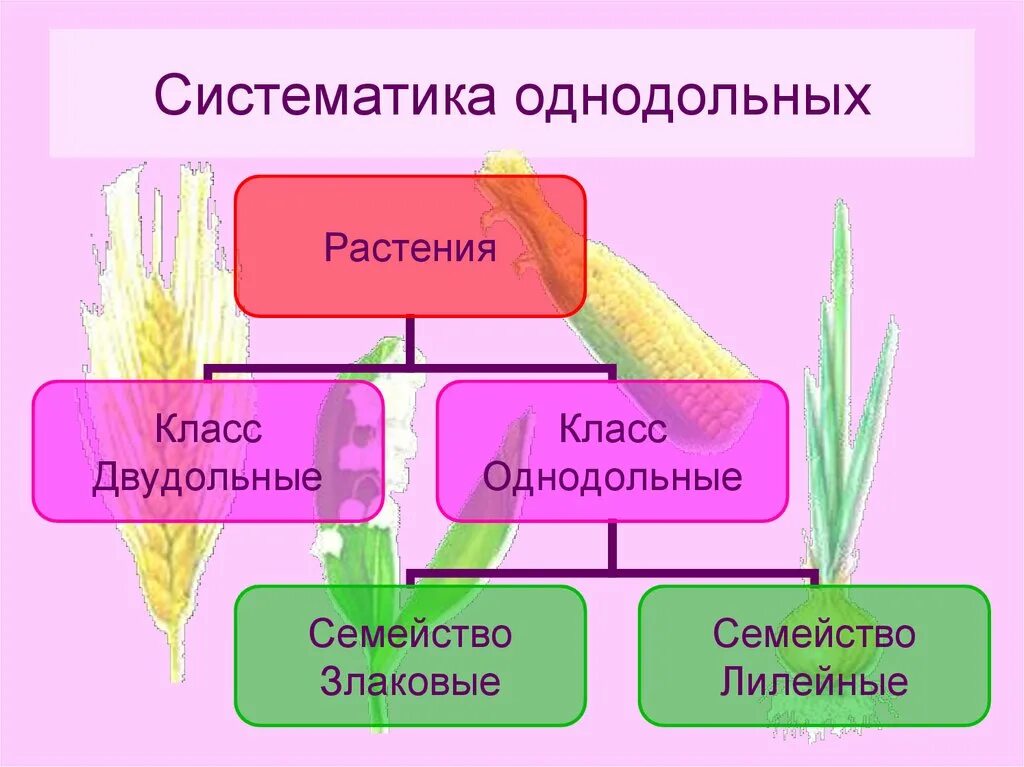 Овес двудольный. Класс двудольные растения семейства двудольных. Семейства однодольных растений. Семейства однодольных и двудольных растений. Однодольные 6 класс.