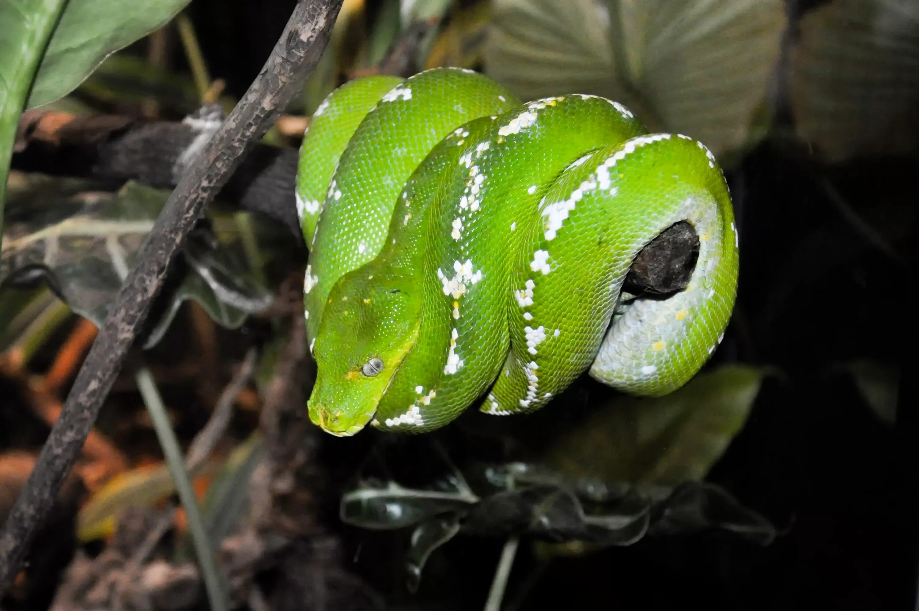 Деревья python