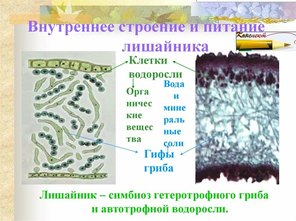 Функции водоросли в лишайнике. Внутреннее строение и питание лишайника. Строение лишайника 6 класс биология. Клеточное строение лишайника. Питание лишайников биология 6 класс.