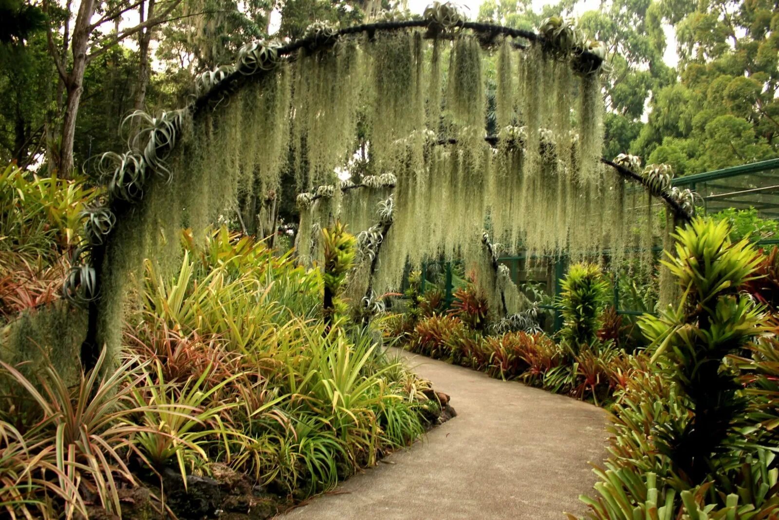 Сингапур Ботанический сад. Сингапурский Ботанический сад Сингапур. Ботанический сад (Singapore Botanic Gardens). Ботанический сад Сингапура имбирный сад.