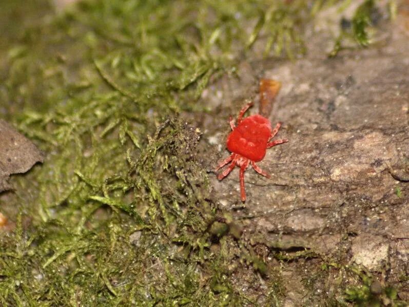 крошечный красный. бархатный клещ краснотелка. жук краснотелка. крошечный красный. почвенный клещ краснотелка.