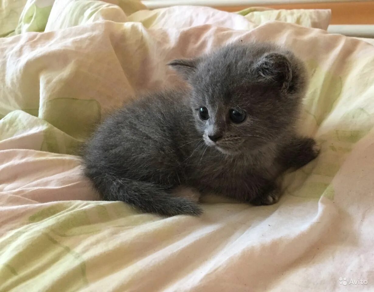 5 месяца. котята один месяц. котята британцы 1 месяц. кошечка 1 месяц. котята 1 месяц фото.